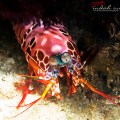 Peacock Mantis Shrimp