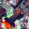 Peacock Mantis Shrimp