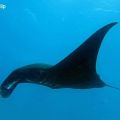 Manta by Andre&nbsp;Philip