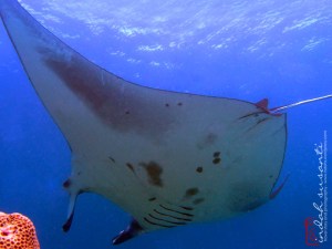 Spots on Manta's Belly