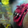 Christmas Tree Worm