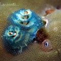Christmas Tree Worm