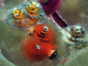 Christmas Tree Worm