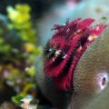 Christmas Tree Worm