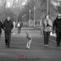 Winter Walk