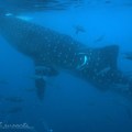 Whale Sharks by Indah&nbsp;Susanti