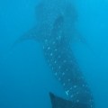 Whale Sharks by Indah&nbsp;Susanti