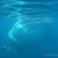 Whale Sharks by Indah&nbsp;Susanti