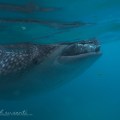 Whale Sharks by Indah&nbsp;Susanti