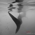 Whale Sharks by Indah&nbsp;Susanti