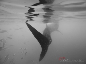Whale Sharks by Indah Susanti