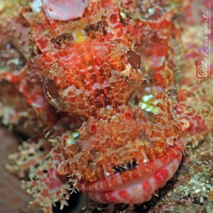 Moalboal by Indah Susanti