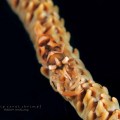 Whip Coral Shrimp by Randy&nbsp;Ang