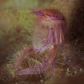 Hairy Squat Lobster by Randy&nbsp;Ang