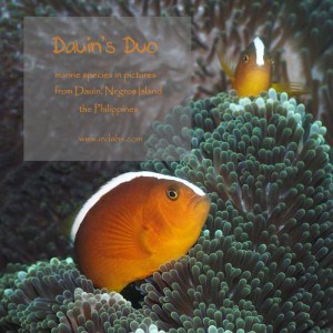 Underwater Photography by Indah Susanti