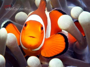 Nemo by Indah Susanti