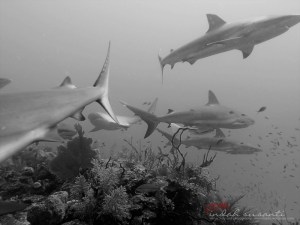 Jardines de la Reina