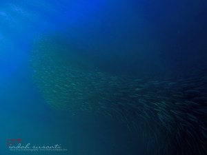 Sardine run