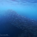 Sardine Run after the&nbsp;Storm