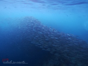 Sardine run.