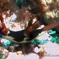 Nembrotha Nudibranch