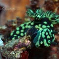 Nembrotha Nudibranch