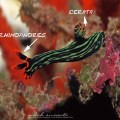 Nembrotha Nudibranch