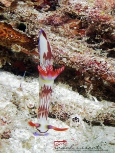 Nembrotha Nudibranch