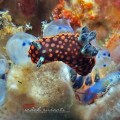 Nembrotha Nudibranch