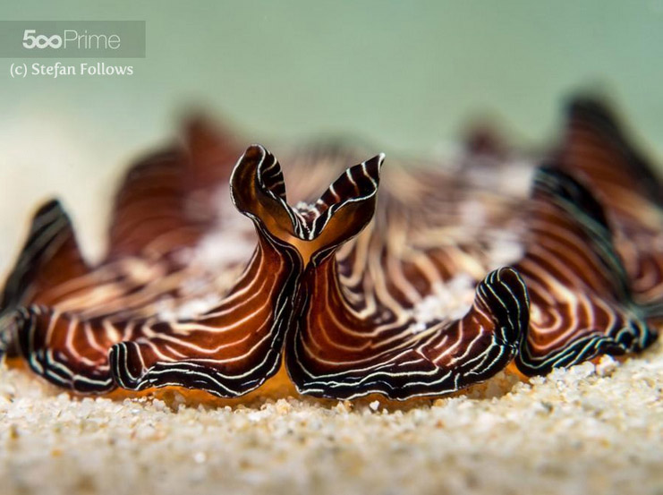 Flatworm Pseudobiceros sp