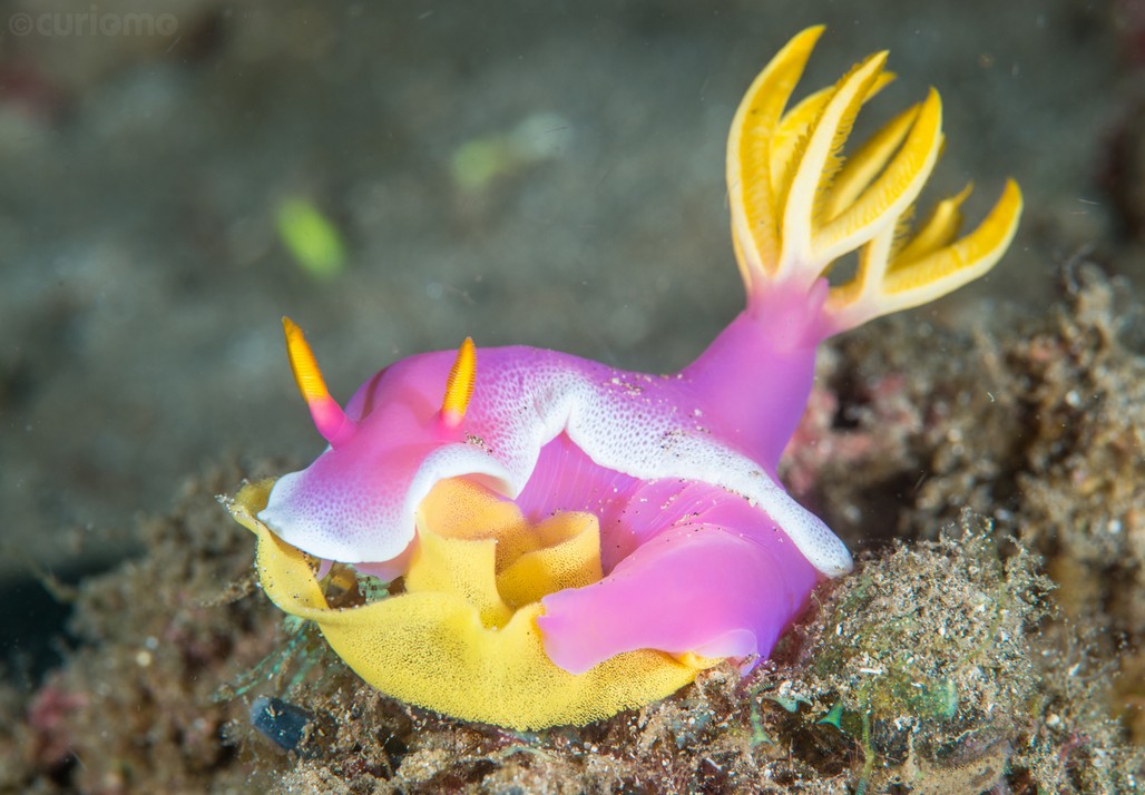 Photography by Calvin Tang