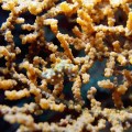 Bargibanti Pygmy Seahorse