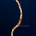 Whip Coral Shrimp
