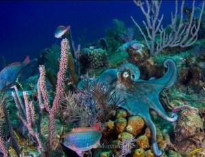 Fave Image by Leo Moreno (1)