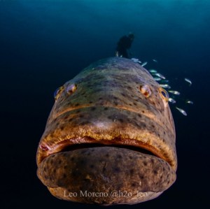 Fave Image by Leo Moreno (5)