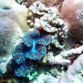 giant clam