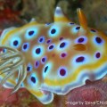 Chromodoris by Steve&nbsp;Childs