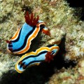 Chromodoris annae