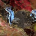 Chromodoris willani