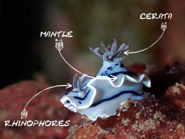 Nudibranch Anatomy