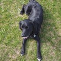 Dante Doggie