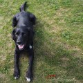 Dante Doggie