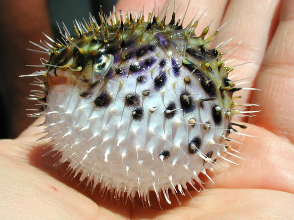 Pufferfish inflate
