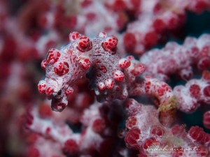 Hippocampus bargibanti