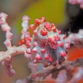 Pygmy Sea Horse