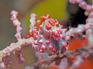 Hippocampus bargibanti