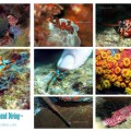 Apo Island Underwater&nbsp;Images