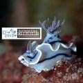Nudibranch, Raja Ampat