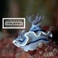 Nudibranch, Raja Ampat