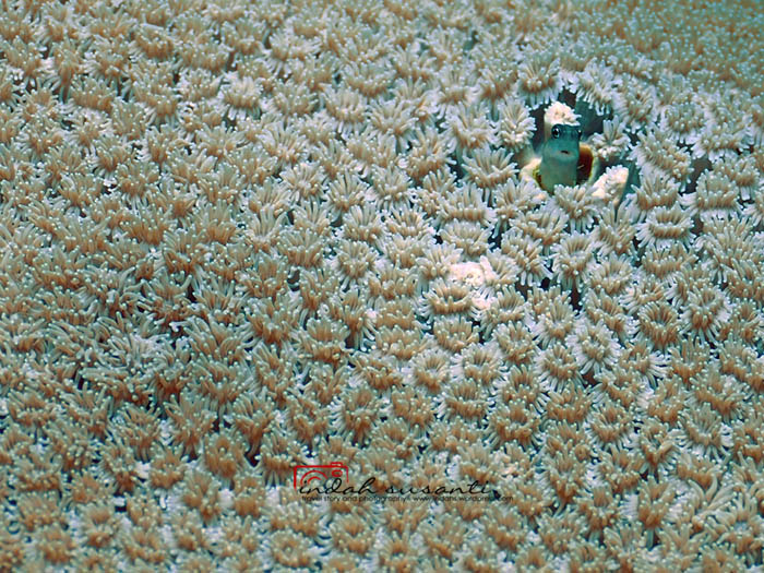 Blennioidei in Bangka Island, North Sulawesi, Indonesia